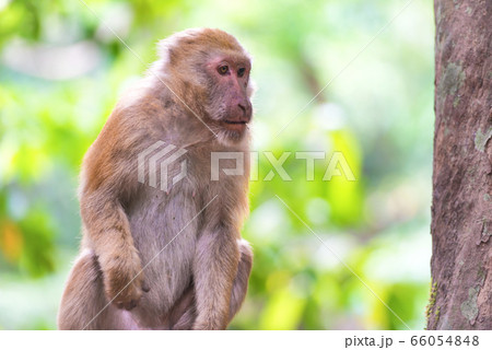 Male cute monkey sitting on a rock 66054848