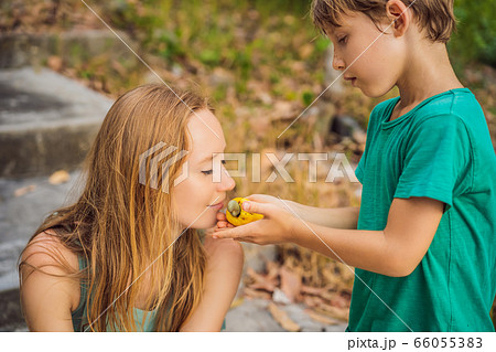 Mother and son sniffing cashew fruit. Hand harvesting Cashew fruit cashew apple in hand Mother and son sniffing cashew fruit. Hand harvesting Cashew fruit cashew apple in hand 66055383