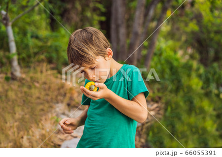 Boy sniffing cashew fruit. Hand harvesting Cashew fruit cashew apple in hand Boy sniffing cashew fruit. Hand harvesting Cashew fruit cashew apple in hand 66055391