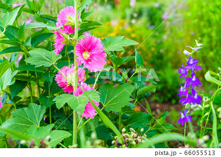 夏の花　タチアオイ 66055513