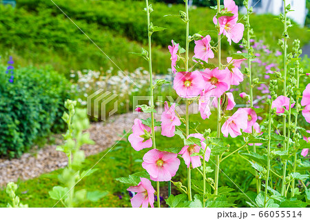 夏の花 タチアオイ 夏の花 タチアオイ 66055514