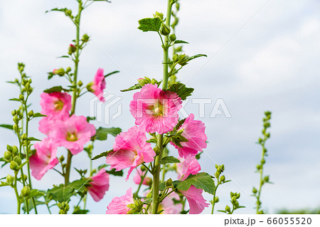 夏の花 タチアオイの写真素材 [66055520] - PIXTA