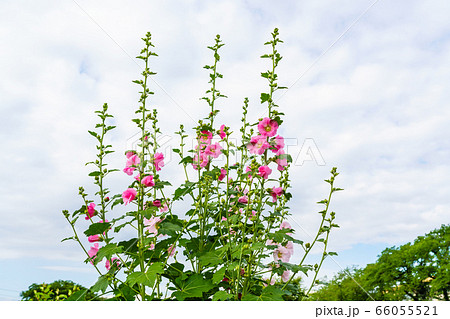 夏の花　タチアオイ 66055521