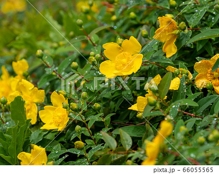 雨上がりに咲く満開のヒペリカム 66055565