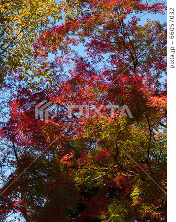 Leaves in the process of turning orange at the start of Autumn. Leaves in the process of turning orange at the start of Autumn. 66057032