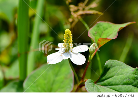 ドクダミ 66057742