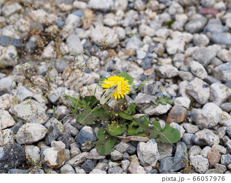 タンポポの上の蝶 66057976