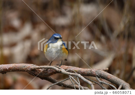 ルリビタキ・オス成鳥 66058071