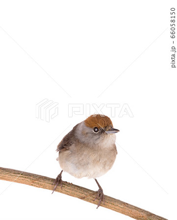 female (Sylvia atricapilla) Eurasian Blackcap female (Sylvia atricapilla) Eurasian Blackcap 66058150