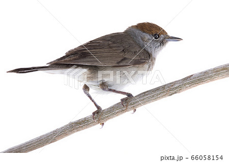 female (Sylvia atricapilla) Eurasian Blackcap female (Sylvia atricapilla) Eurasian Blackcap 66058154
