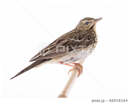 Tree Pipit (Anthus trivialis) isolated on a white 66058164
