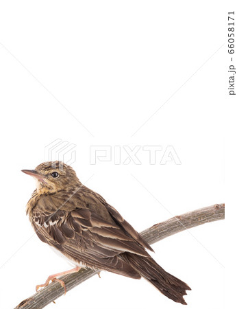 Tree Pipit (Anthus trivialis) isolated on a white 66058171