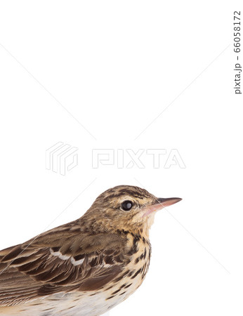 Portrait Tree Pipit (Anthus trivialis) isolated on 66058172