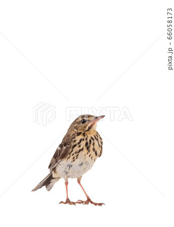 Tree Pipit (Anthus trivialis) isolated on a white 66058173