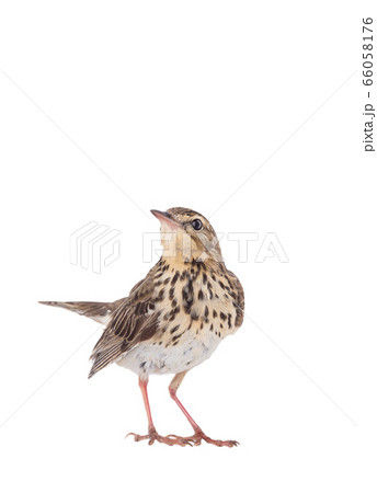 Tree Pipit (Anthus trivialis) isolated on a white 66058176