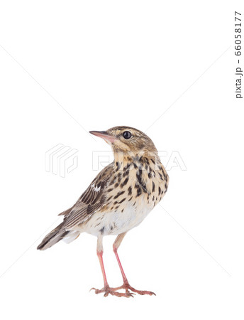 Tree Pipit (Anthus trivialis) isolated on a white 66058177