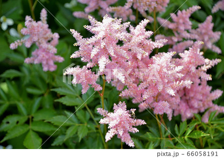 アスチルベ 66058191