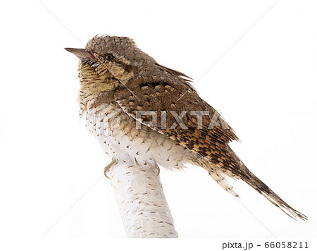 Eurasian wryneck (Jynx torquilla) isolated on a Eurasian wryneck (Jynx torquilla) isolated on a 66058211