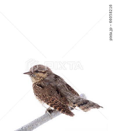 Eurasian wryneck (Jynx torquilla) isolated on a Eurasian wryneck (Jynx torquilla) isolated on a 66058216