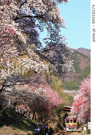 満開の桜の滝を行くローカル線 満開の桜の滝を行くローカル線 66058274