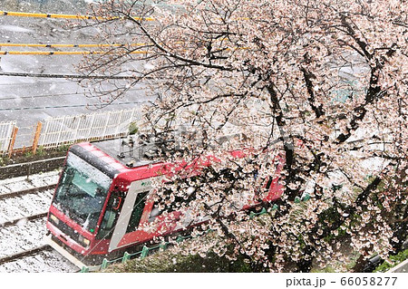 桜トラムと、桜と雪の競演 66058277