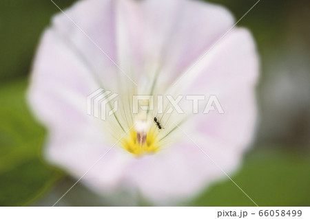 花の中にいるアリ 66058499
