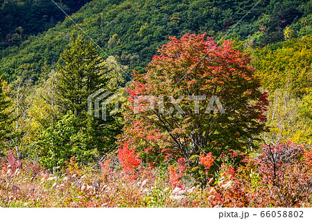 乗鞍高原の秋 紅葉が始まった大カエデの写真素材