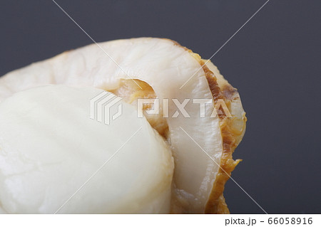 ホタテ貝ひも ホタテ貝ひも 66058916