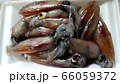 富山湾のホタルイカ（生） 66059372