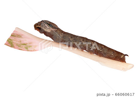 butterfly worm isolated on white background 66060617