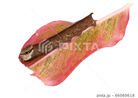 butterfly worm isolated on white background 66060618