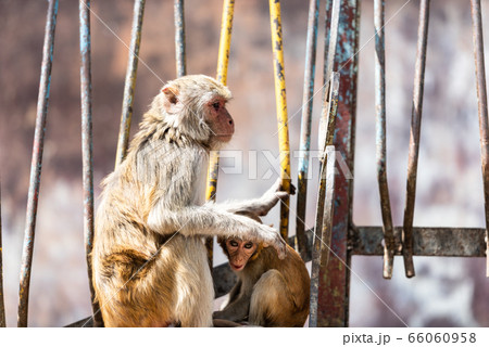 Macaque monkeys at Taung Kalat on Mt. Popa Macaque monkeys at Taung Kalat on Mt. Popa 66060958