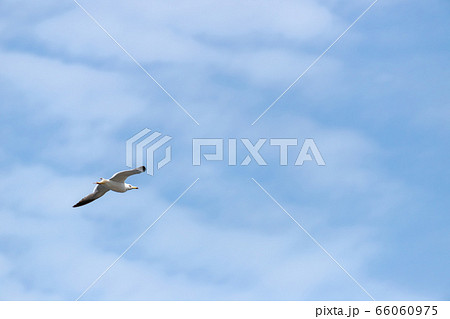 ウミネコ 66060975