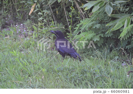 ハシボソガラス(三内丸山遺跡/青森県青森市大字三内字丸山) ハシボソガラス(三内丸山遺跡/青森県青森市大字三内字丸山) 66060981