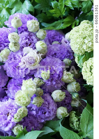 トルコキキョウの写真素材