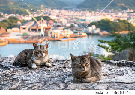 《広島県》猫の街・尾道《ポンポン岩にて》 66061516