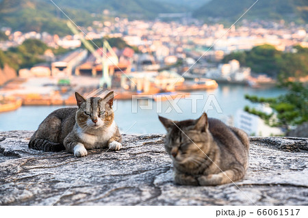 《広島県》猫の街・尾道《ポンポン岩にて》 66061517