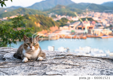 《広島県》猫の街・尾道《ポンポン岩にて》 66061521