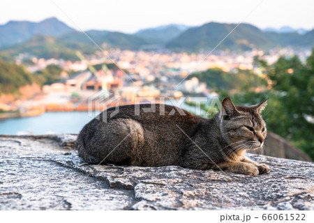 《広島県》猫の街・尾道《ポンポン岩にて》 66061522