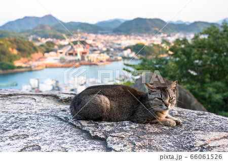 《広島県》猫の街・尾道《ポンポン岩にて》 66061526
