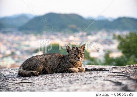 《広島県》猫の街・尾道《ポンポン岩にて》 《広島県》猫の街・尾道《ポンポン岩にて》 66061539
