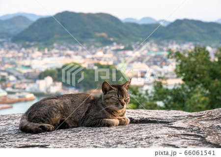 《広島県》猫の街・尾道《ポンポン岩にて》 《広島県》猫の街・尾道《ポンポン岩にて》 66061541