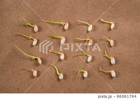 発芽玄米、整列、発芽、根、１６粒 66061764
