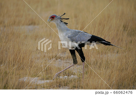 ヘビクイワシ ヘビクイワシ 66062476