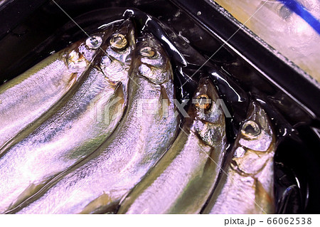 魚 魚類 サカナ 66062538