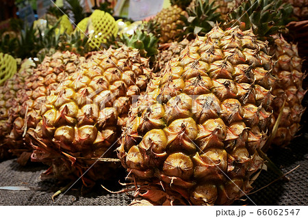 パイナップル パイン パインアップル 66062547