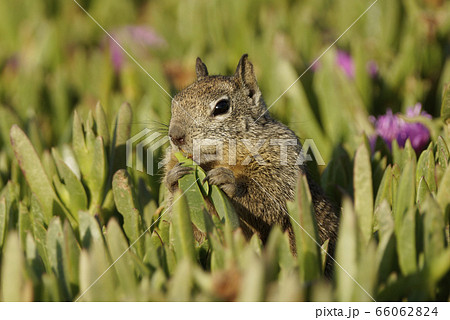 カリフォルニアジリス 66062824