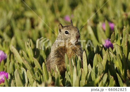 カリフォルニアジリス 66062825