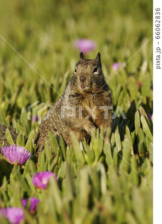 カリフォルニアジリス 66062836