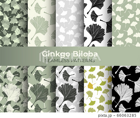Ginkgo Biloba Seamless Pattern. Vector Botanical Plant 66063285